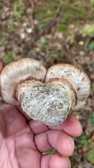 Tricholoma caligatum