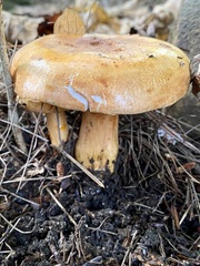 Tricholoma aurantium