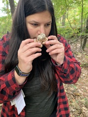 Tricholoma caligatum