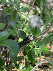 Uresiphita reversalis