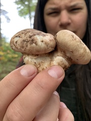 Tricholoma caligatum