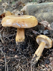 Tricholoma aurantium