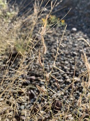 Bouteloua barbata barbata