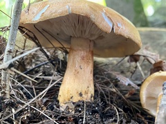 Tricholoma aurantium