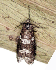 Lepidoscia heliochares