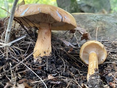 Tricholoma aurantium