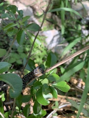 Uresiphita reversalis