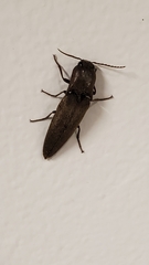 Orthostethus infuscatus