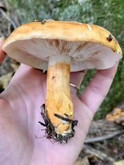 Tricholoma aurantium