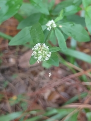 Spermacoce verticillata