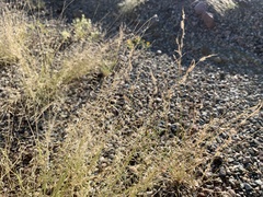 Bouteloua barbata barbata