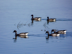Branta bernicla