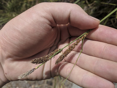 Carex senta