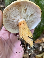 Tricholoma aurantium