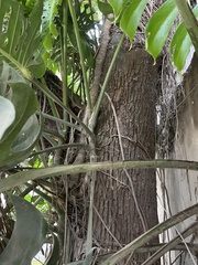 Monstera deliciosa