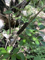 Uresiphita reversalis