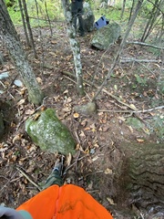 Tricholoma aurantium