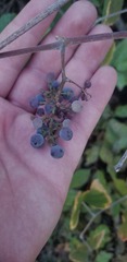 Vitis californica