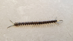 Hemiscolopendra marginata