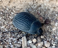 Eusattus reticulatus