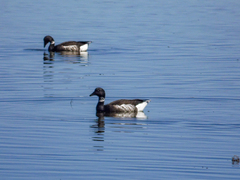 Branta bernicla