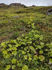 Boykinia richardsonii