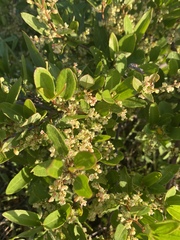 Muehlenbeckia hastulata