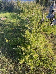 Muehlenbeckia hastulata