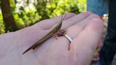 Leptysma marginicollis