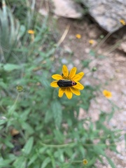 Acmaeodera flavomarginata