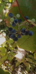 Vitis californica