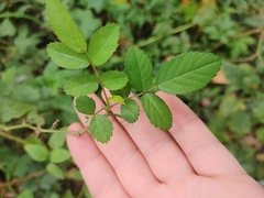 Rosa multiflora