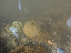Cinachyrella cavernosa