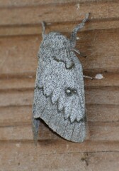 Syssphinx heiligbrodti