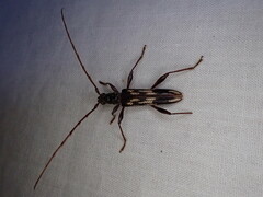 Coptocercus rubripes
