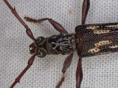 Coptocercus rubripes