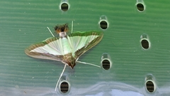 Diaphania hyalinata