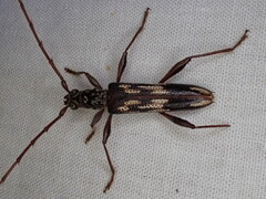 Coptocercus rubripes