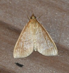 Pyraloidea