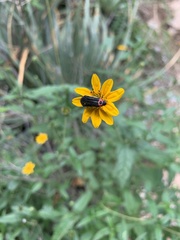 Acmaeodera flavomarginata