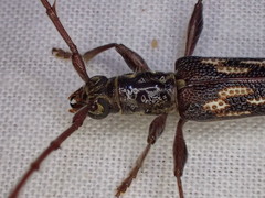 Coptocercus rubripes