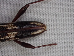 Coptocercus rubripes