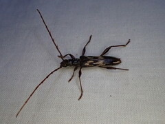 Coptocercus rubripes