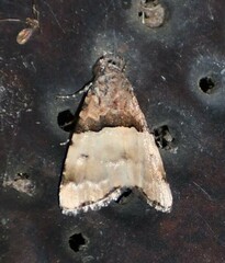 Cobubatha dividua