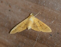 Spilomelinae