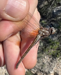 Macrothemis inacuta