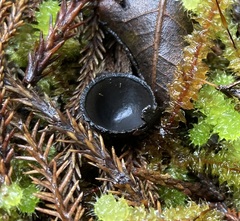 Plectania rhytidia