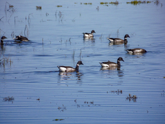 Branta bernicla