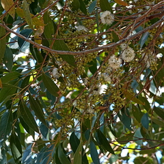 Eucalyptus agglomerata
