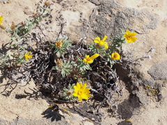 Heterotheca hirsutissima